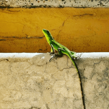 Baby Iguana Casa Terramar