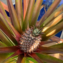 Pineapple Casa Terramar